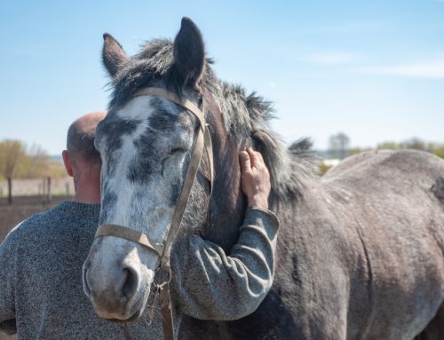 Equine Pre-Purchase Exams: What to Expect
